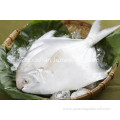 fresh frozen silver pomfret